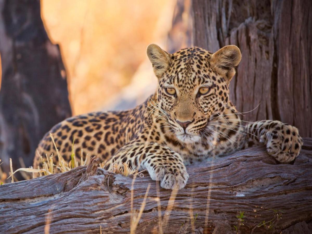 Imagine Africa Luxury Tented Camp Khu bảo tồn Khu bảo tồn Balule Game Reserve Ngoại thất bức ảnh