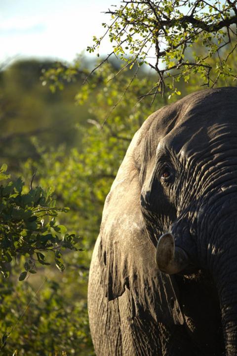 Imagine Africa Luxury Tented Camp Khu bảo tồn Khu bảo tồn Balule Game Reserve Ngoại thất bức ảnh