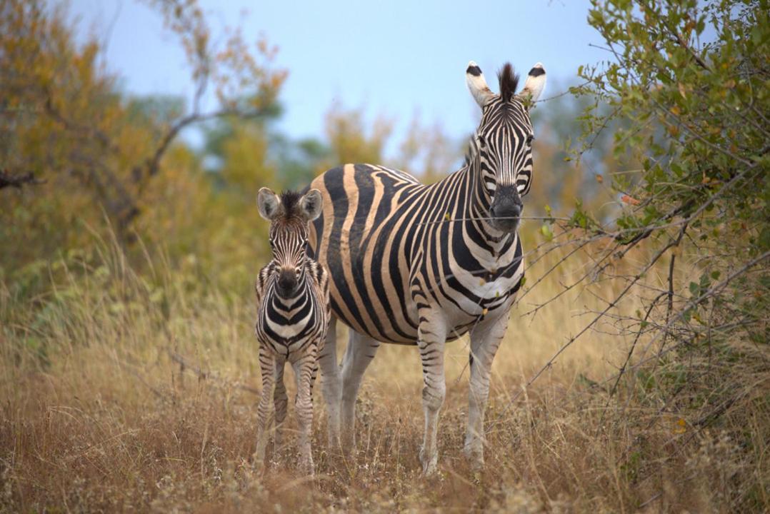 Imagine Africa Luxury Tented Camp Khu bảo tồn Khu bảo tồn Balule Game Reserve Ngoại thất bức ảnh