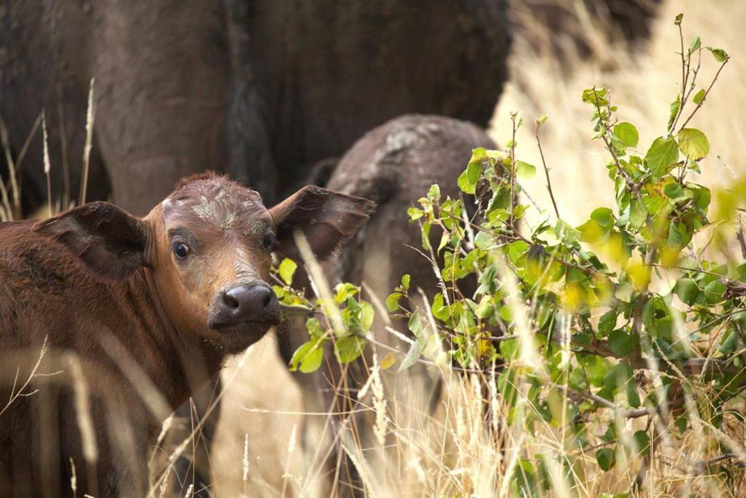 Imagine Africa Luxury Tented Camp Khu bảo tồn Khu bảo tồn Balule Game Reserve Ngoại thất bức ảnh