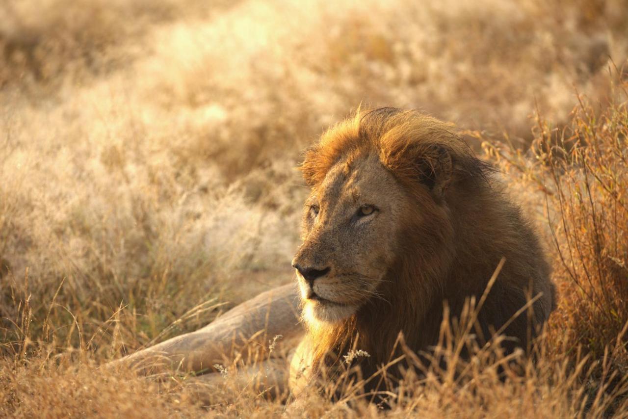 Imagine Africa Luxury Tented Camp Khu bảo tồn Khu bảo tồn Balule Game Reserve Ngoại thất bức ảnh